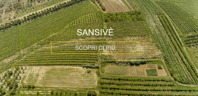 Vigna Sansivè Priocca | Raffaele Gili Vini - Azienda